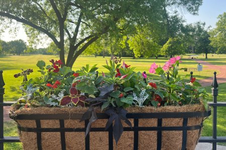 Seasonal-Planter-geraniums-vinca-dusty-miller-sweet-potato-vine-salvia
