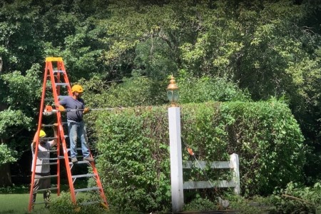 Tree-Trim-1