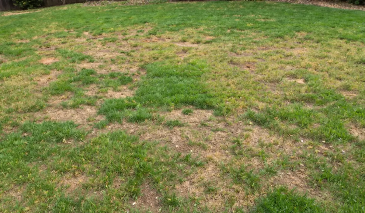 Lawn Looking Patchy? 3 Fixes Before Summer Heat