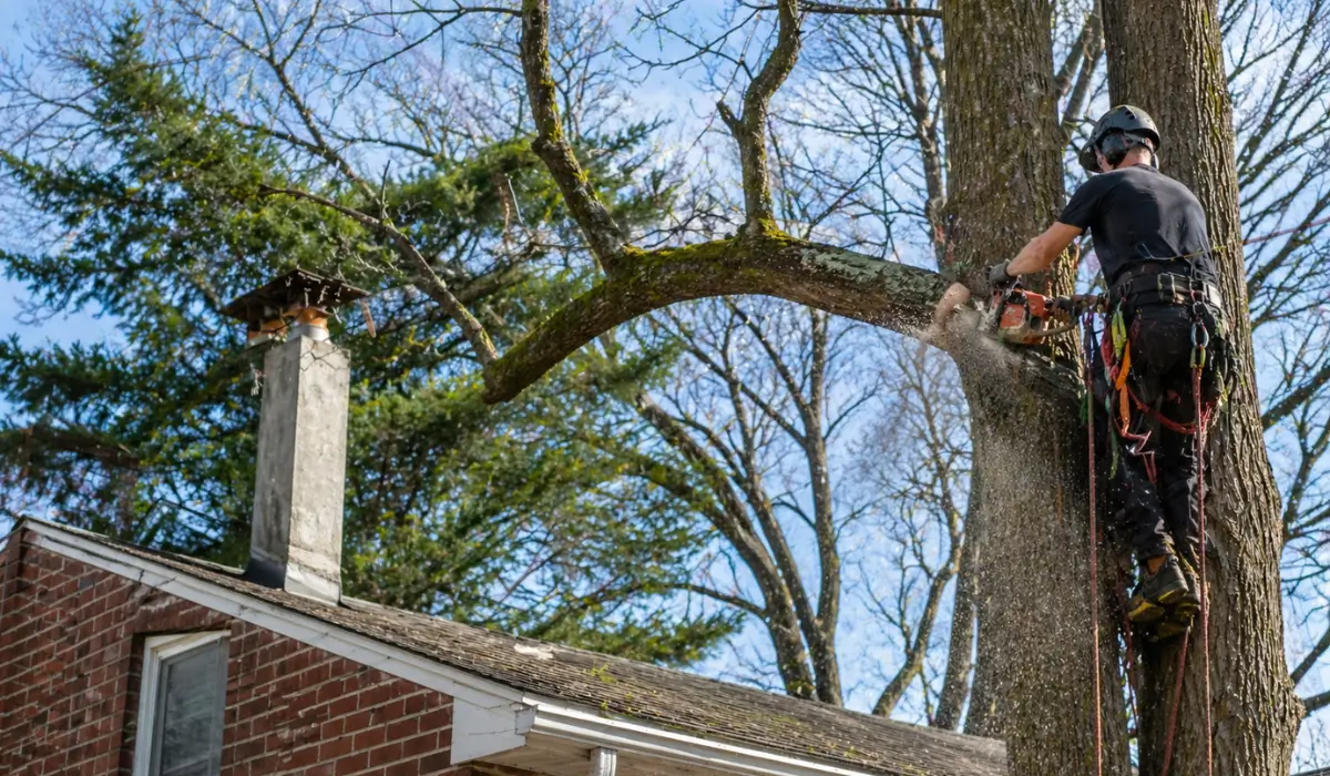 Tree Trimming Season: When, Why & Best Time to Trim Trees